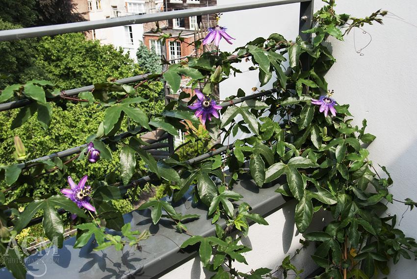 Passionflower Vine