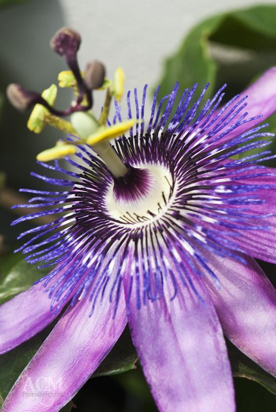 Passionflower
