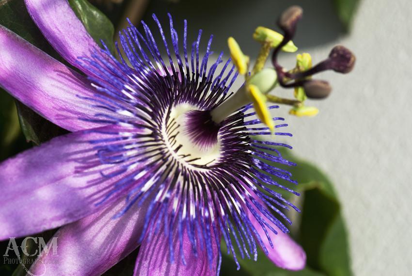 Passionflower