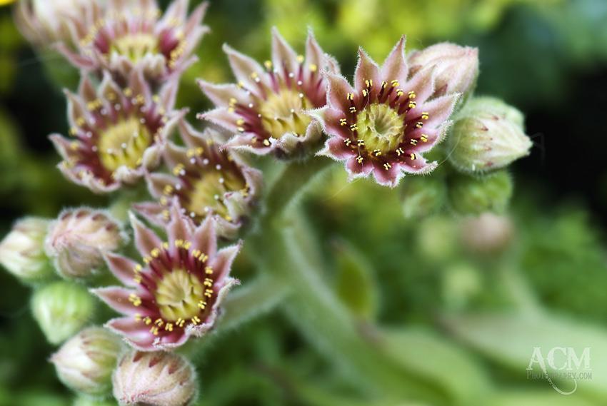 Hens and Chicks