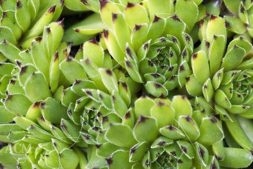 Hens and Chicks