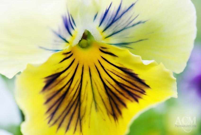 Pansy