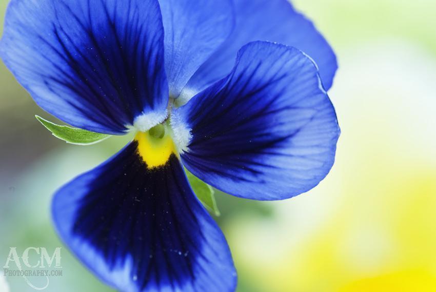 Pansy