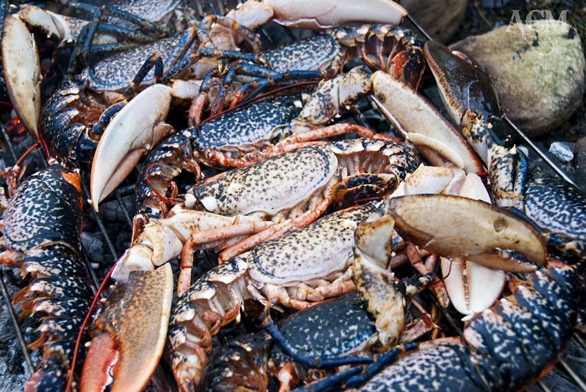 Blue Lobster Blue Lobster