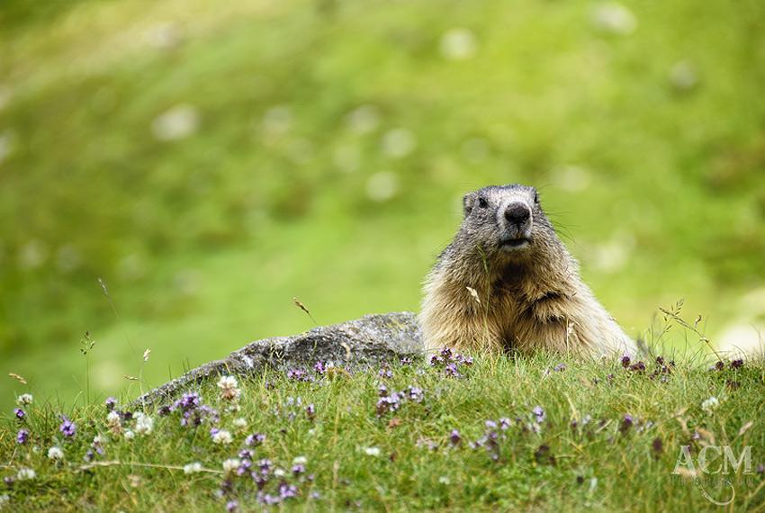 Marmot Marmot
