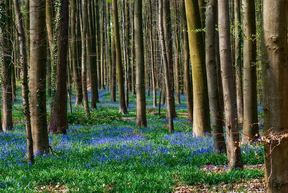 Hallerbos, The Blue Forest 091304 Hallerbos 0070 Belgiums Top Ten Spring Sights for Garden <br>and Nature Lovers