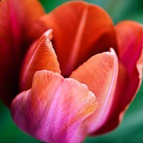 Tulip 101604 keukenhof 0261 Belgiums Top Ten Spring Sights for Garden and Nature Lovers | Update