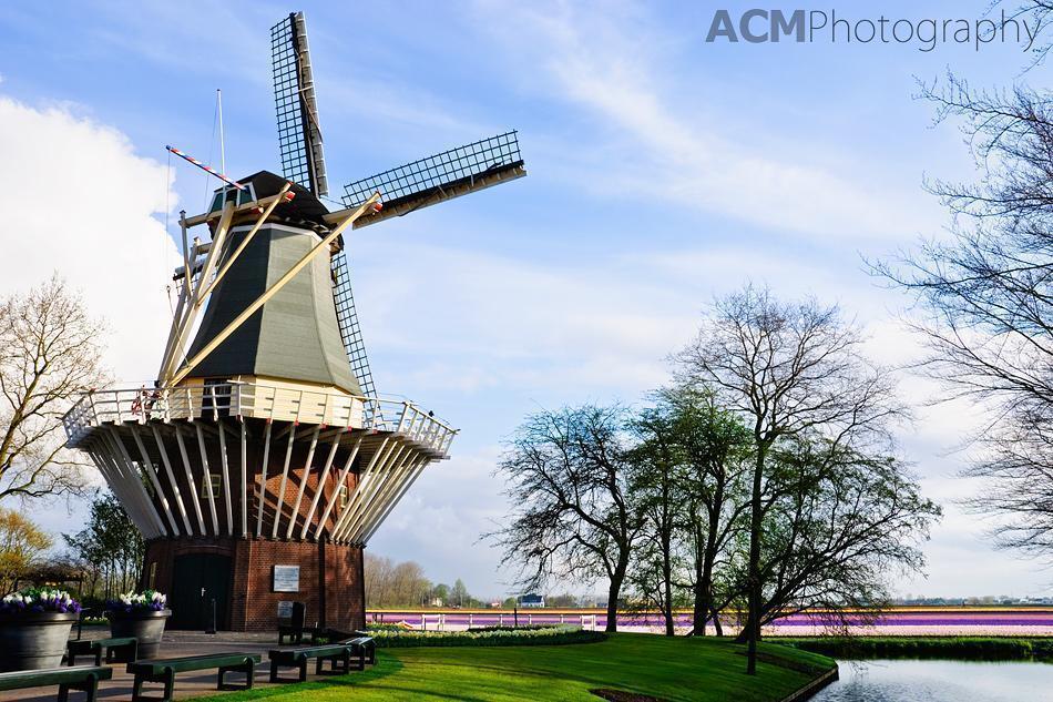 Windmill overlooking the bulb fields of South Holland Windmill overlooking the bulb fields of South Holland