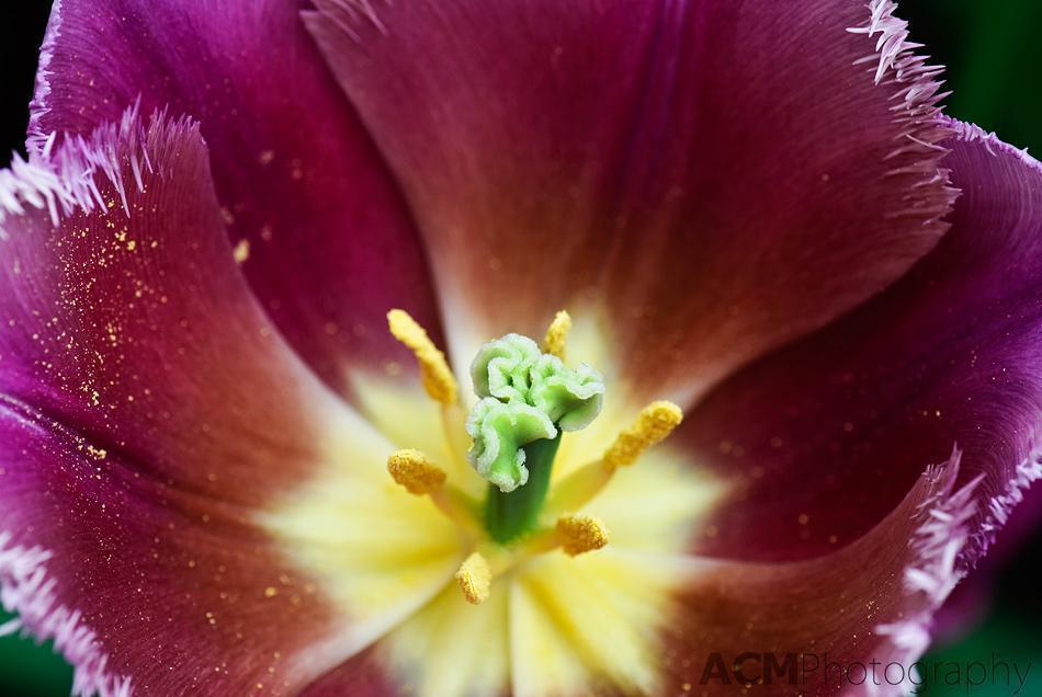 Tulipa 'Talitha' Tulipa 'Talitha'