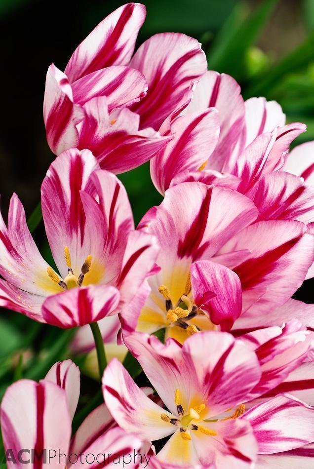 Single Late Tulip 'Flaming Club' Single Late Tulip 'Flaming Club'