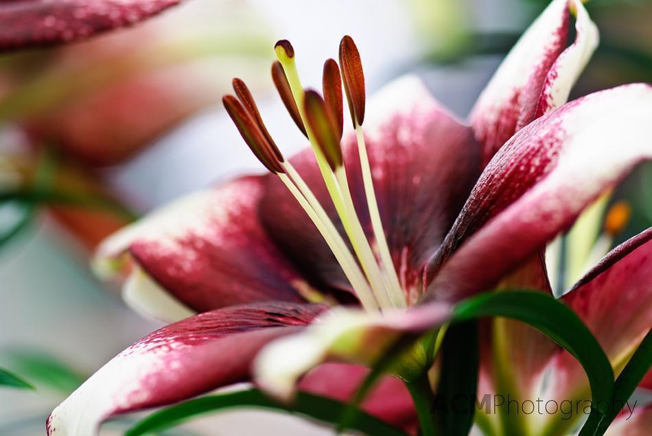 Lilium 'Push Off' Lily Lilium 'Push Off' Lily