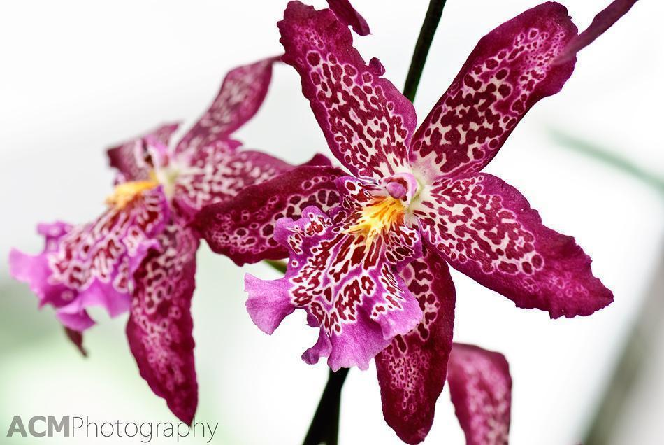 Phalaenopsis Orchid 'Phalubein' Anthura Phalaenopsis Orchid 'Phalubein' Anthura