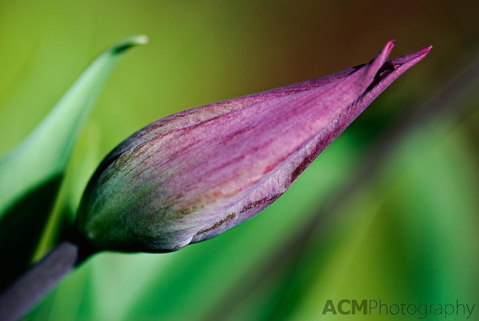 Tulip Tulip