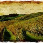 French Vineyard - Forgotten Postcard forgottenMonein 150x150 Brussels Accessible Art Fair Ave. Louise