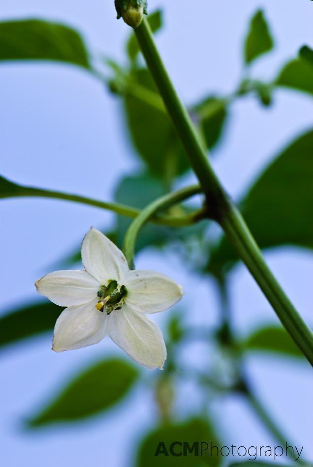 Cayenne Pepper Blossom Cayenne Pepper Blossom