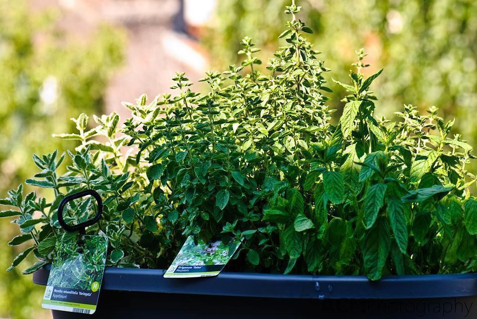 Mint Planter Left to right: apple mint, marjoram and mint