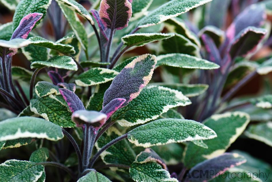 Variegated Purple Sage Variegated Purple Sage