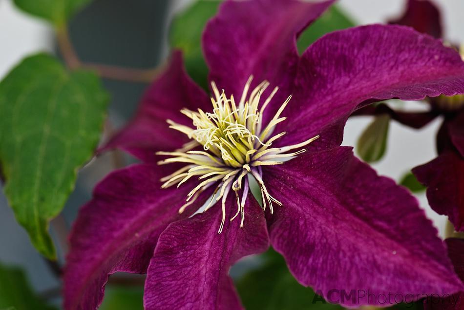 Clematis Clematis