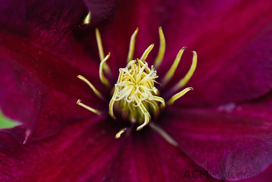 Clematis Clematis
