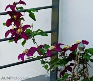 Clematis My fabulous deep red clematis.