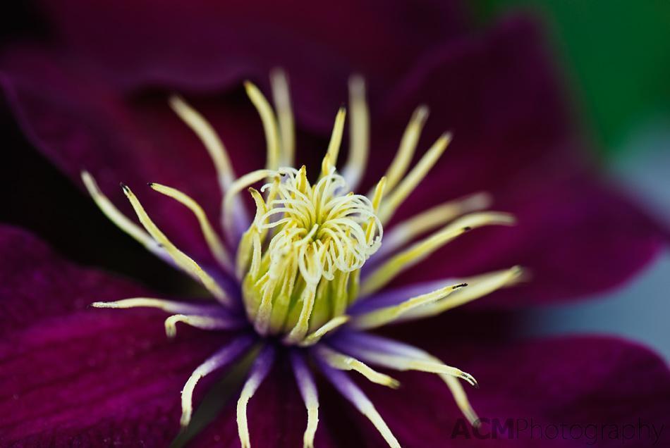 Clematis Clematis