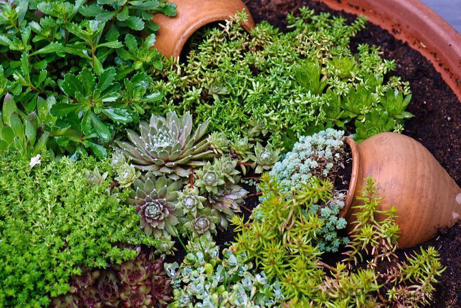 Ice plant garden Ice plant garden