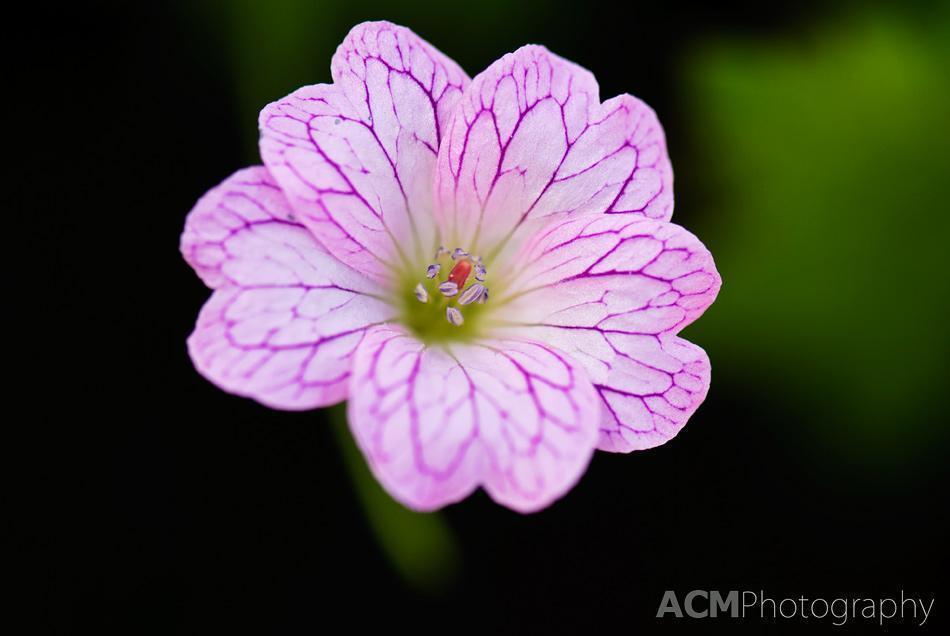 Geranium Geranium