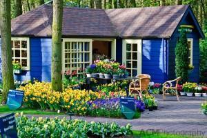 Keukenhof Gardens Tulip Shop 101604 keukenhof 0078 300x200 Keukenhof Gardens 2010 Video Slideshow