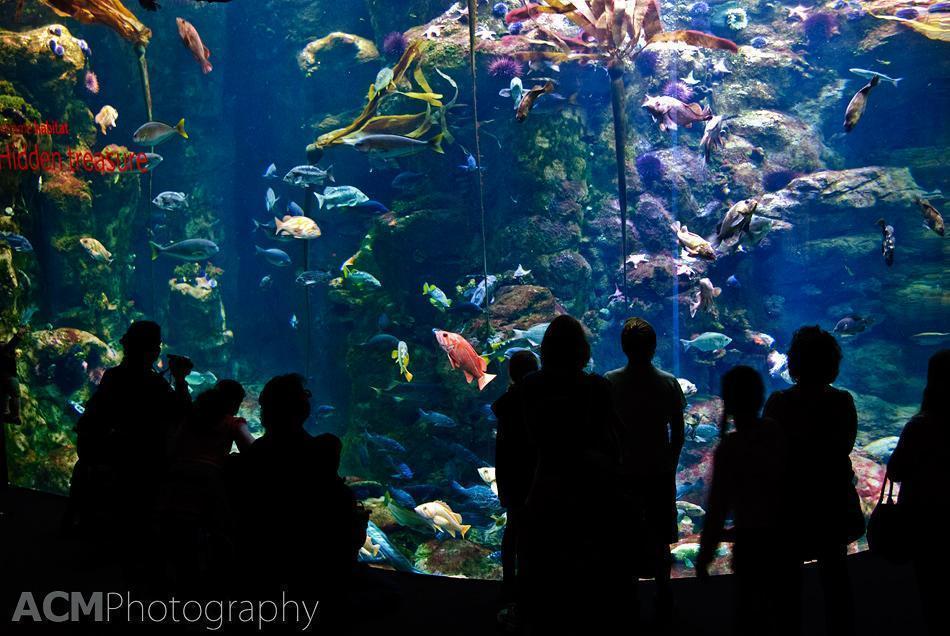 Aquarium at the California Academy of Sciences, San Francisco Visiting the Aquarium at the California Academy of Sciences in San Francisco
