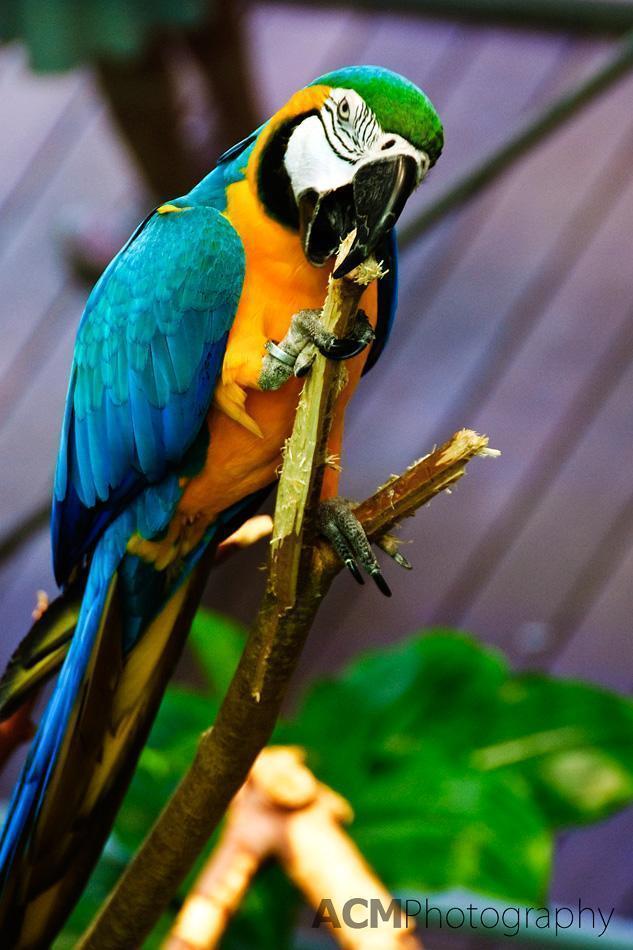 Blue-and-yellow Macaw Blue-and-yellow Macaw in the Rainforests of the World exhibit