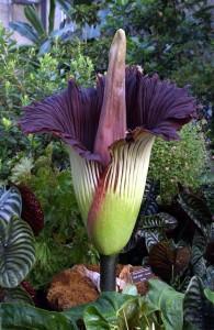 Titan Arum Titan arum 195x300 Whats All The Stink About?