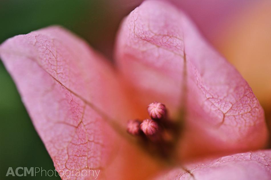 Bouganvilla Bouganvilla