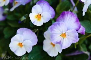 Happy Pansies Happy Pansies