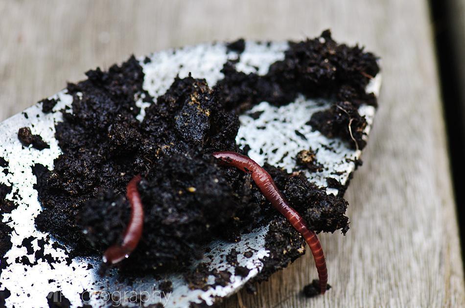 vermiculture vermiculture