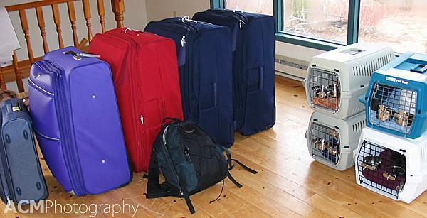 Cats and Bags Cats and Bags