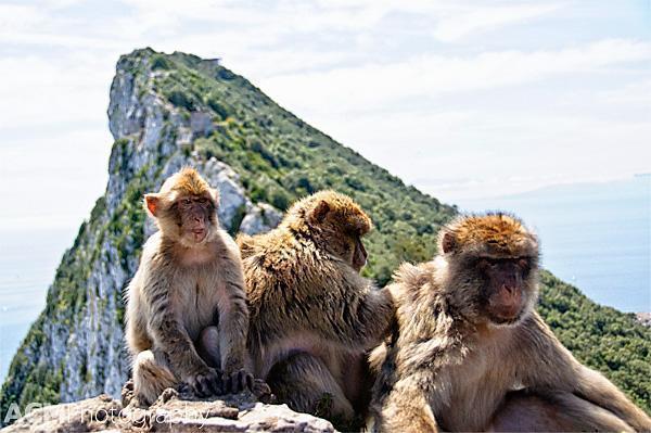 Gibraltar's Barbary Macaques Gibraltar's Barbary Macaques