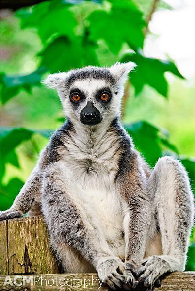 Ring-tailed Lemur at Apenheul Park Ring-tailed Lemur at Apenheul Park