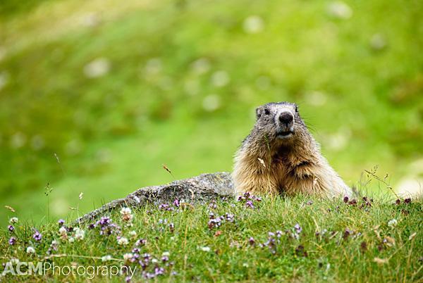 Alpine Marmot in the Pyrenees Alpine Marmot in the Pyrenees