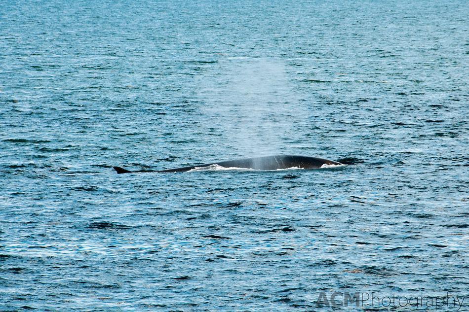 Whale Watching in Atlantic Canada Whale Watching in Atlantic Canada