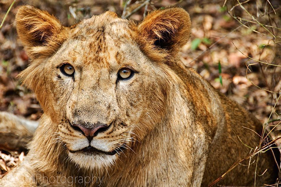 Lion at a safari park in Bangalore India Lion at a safari park in Bangalore India