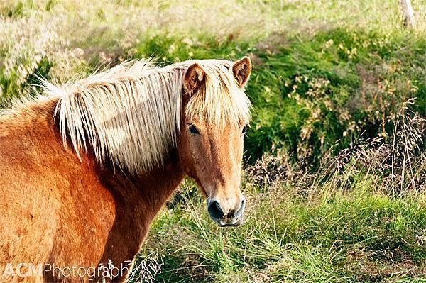 Icelandic Horse Icelandic Horse