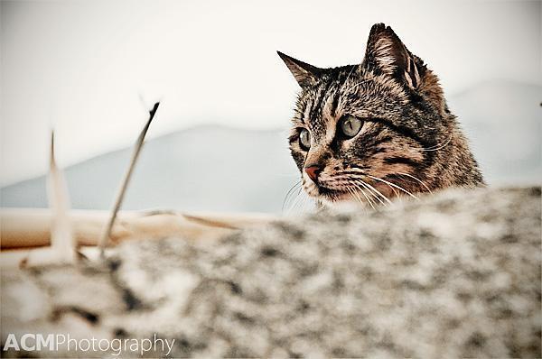 Cat near the Acropolis in Athens, Greece Cat near the Acropolis in Athens, Greece