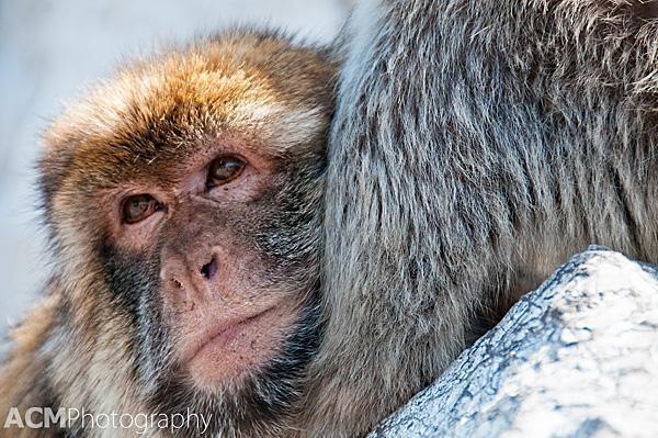 Barbary Macaques in Gibraltar Barbary Macaques in Gibraltar