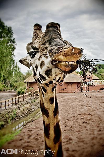 Smiling Giraffe at Pairi Daiza Zoo, Belgium Smiling Giraffe at Pairi Daiza Zoo, Belgium