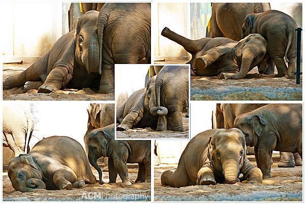 Baby Elephant at the Antwerp Zoo in Belgium Baby Elephant at the Antwerp Zoo in Belgium