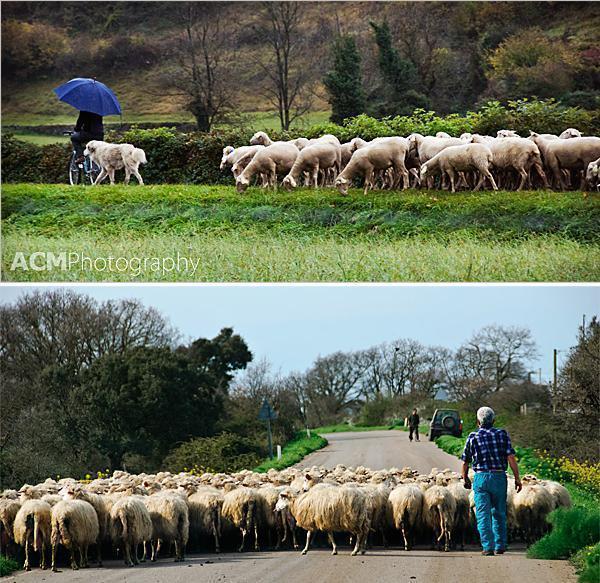 Flocks of sheep on back-roads Flocks of sheep on back-roads
