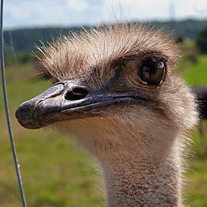 Ostrich farm in Belgium 20120816 Belgium 0165 Autrucherie du Pont d’Amour Ostrich Farm, Dinant, Belgium