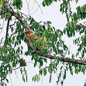 Sabah's famous long-nosed proboscis monkey Sabah's famous long-nosed proboscis monkey