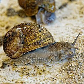 L'Escargotiere de Warnant in Wallonia, Belgium