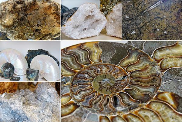 Crystals, Shells and petrified wood - all from the natural world.